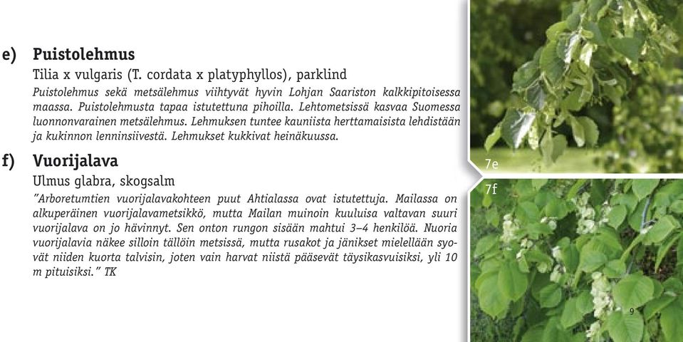 Lehmukset kukkivat heinäkuussa. f) Vuorijalava Ulmus glabra, skogsalm Arboretumtien vuorijalavakohteen puut Ahtialassa ovat istutettuja.