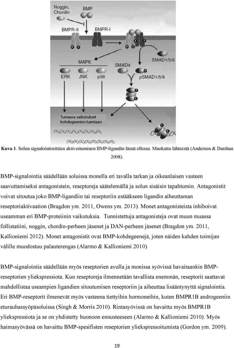 Antagonistit voivat sitoutua joko BMP-ligandiin tai reseptoriin estääkseen ligandin aiheuttaman reseptoriaktivaation (Bragdon ym. 2011, Owens ym. 2013).