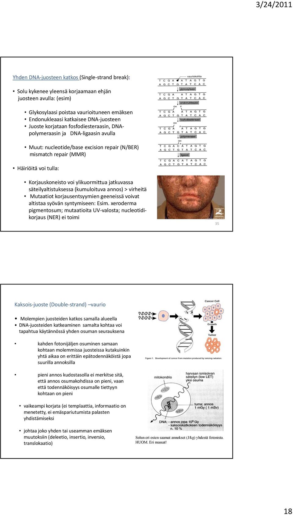 jatkuvassa säteilyaltistuksessa (kumuloituva annos) > virheitä Mutaatiot korjausentsyymien geeneissä voivat altistaa syövän syntymiseen: Esim.