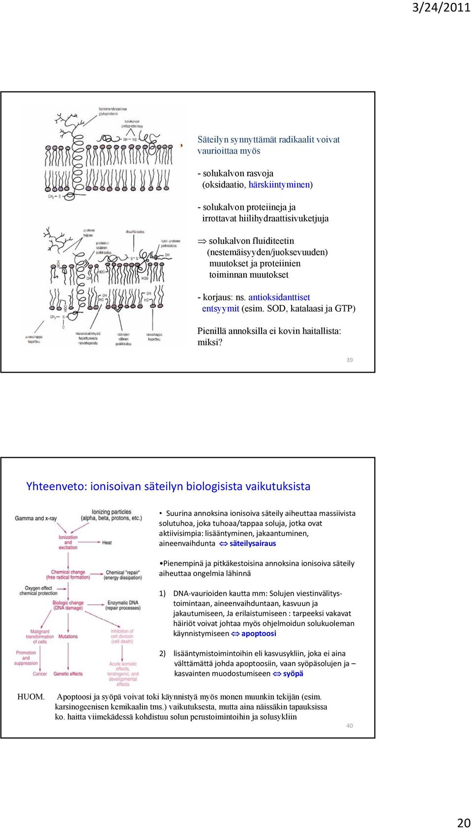 39 Yhteenveto: ionisoivan säteilyn biologisista vaikutuksista Suurina annoksina ionisoiva säteily aiheuttaa massiivista solutuhoa, joka tuhoaa/tappaa soluja, jotka ovat aktiivisimpia: lisääntyminen,