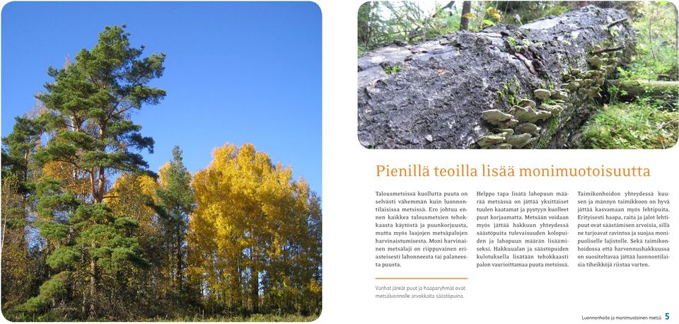 Moni harvinainen metsälaji on riippuvainen eriasteisesti lahonneesta tai palaneesta puusta.