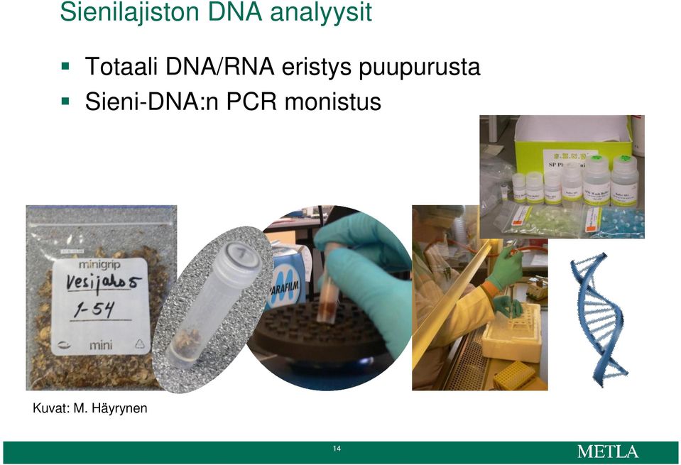 puupurusta Sieni-DNA:n PCR
