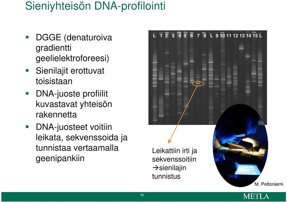 DNA-juosteet voitiin leikata, sekvenssoida ja tunnistaa vertaamalla geenipankiin L 1 2 3