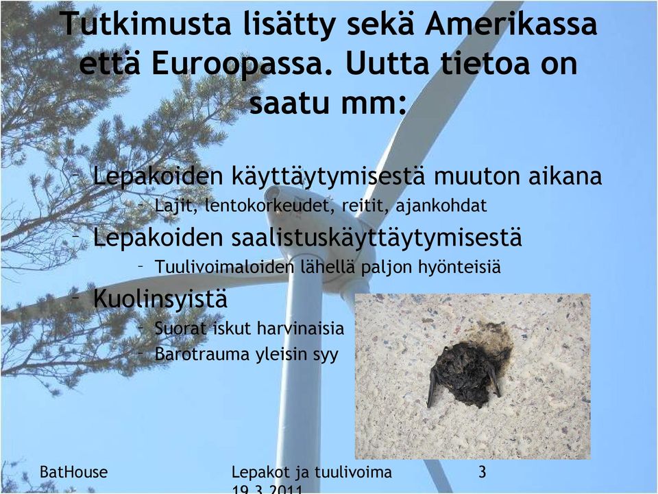 Lepakoiden saalistuskäyttäytymisestä Lajit, lentokorkeudet, reitit,