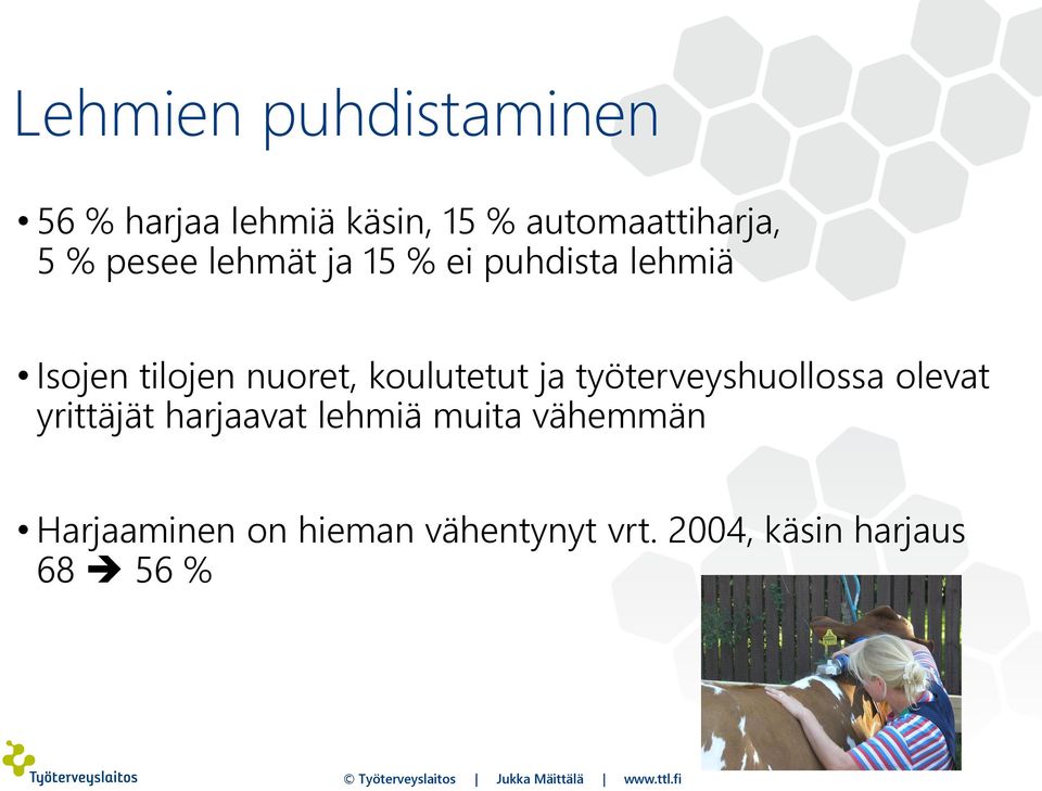 koulutetut ja työterveyshuollossa olevat yrittäjät harjaavat lehmiä