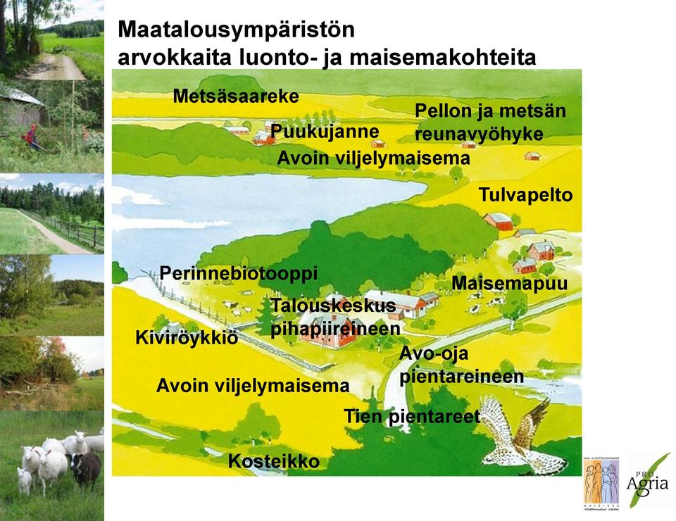 viljelymaisema Tulvapelto Perinnebiotooppi Maisemapuu Talouskeskus