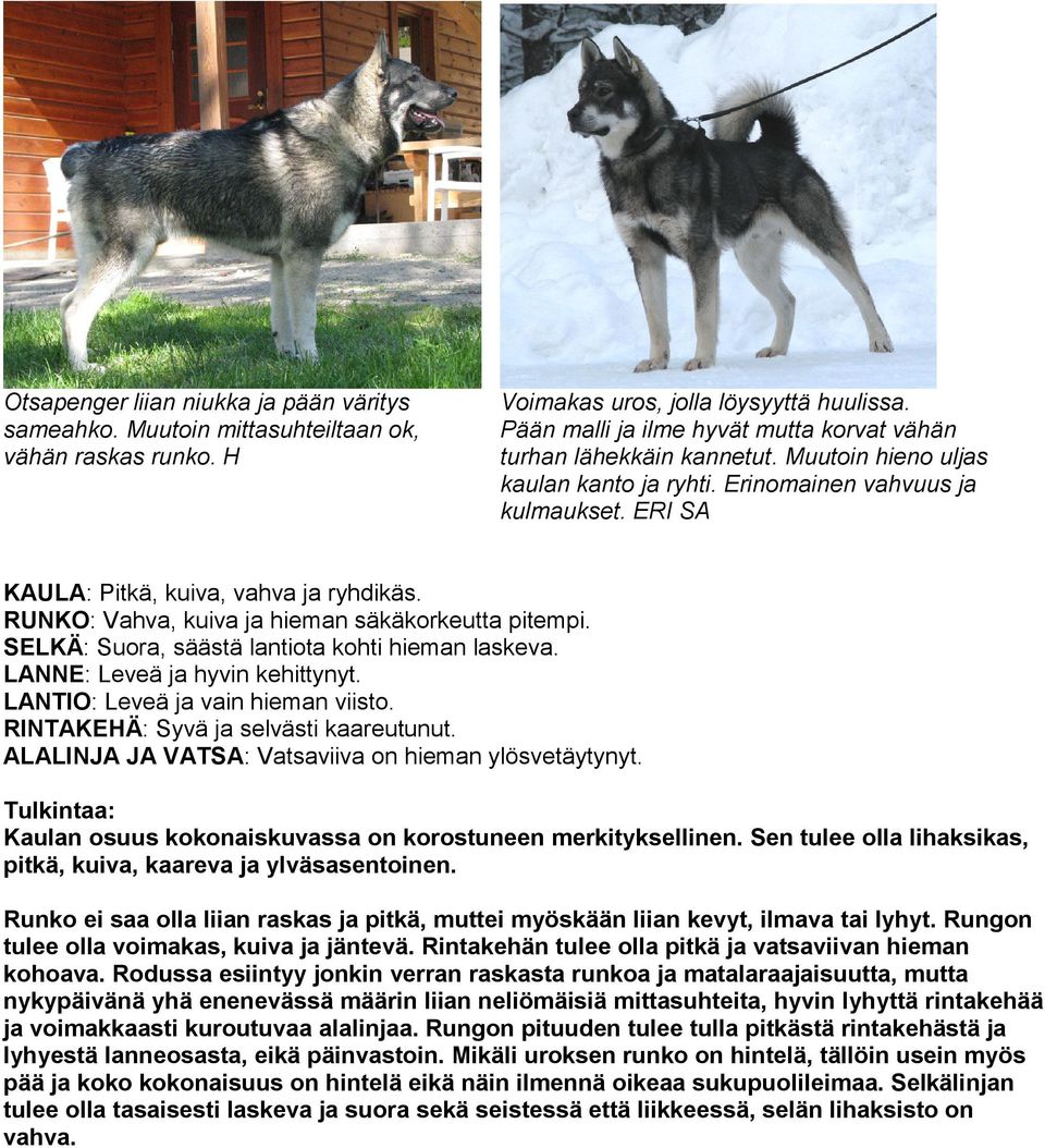 RUNKO: Vahva, kuiva ja hieman säkäkorkeutta pitempi. SELKÄ: Suora, säästä lantiota kohti hieman laskeva. LANNE: Leveä ja hyvin kehittynyt. LANTIO: Leveä ja vain hieman viisto.