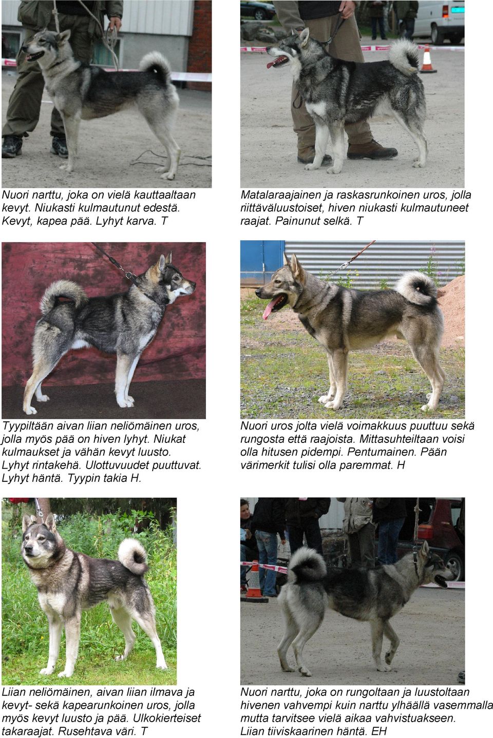 Niukat kulmaukset ja vähän kevyt luusto. Lyhyt rintakehä. Ulottuvuudet puuttuvat. Lyhyt häntä. Tyypin takia H. Nuori uros jolta vielä voimakkuus puuttuu sekä rungosta että raajoista.