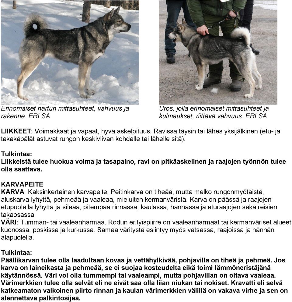 Liikkeistä tulee huokua voima ja tasapaino, ravi on pitkäaskelinen ja raajojen työnnön tulee olla saattava. KARVAPEITE KARVA: Kaksinkertainen karvapeite.