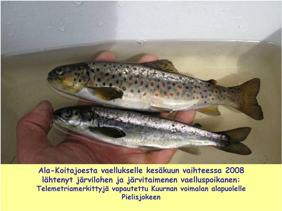 järvitaimenen vaelluspoikanen: