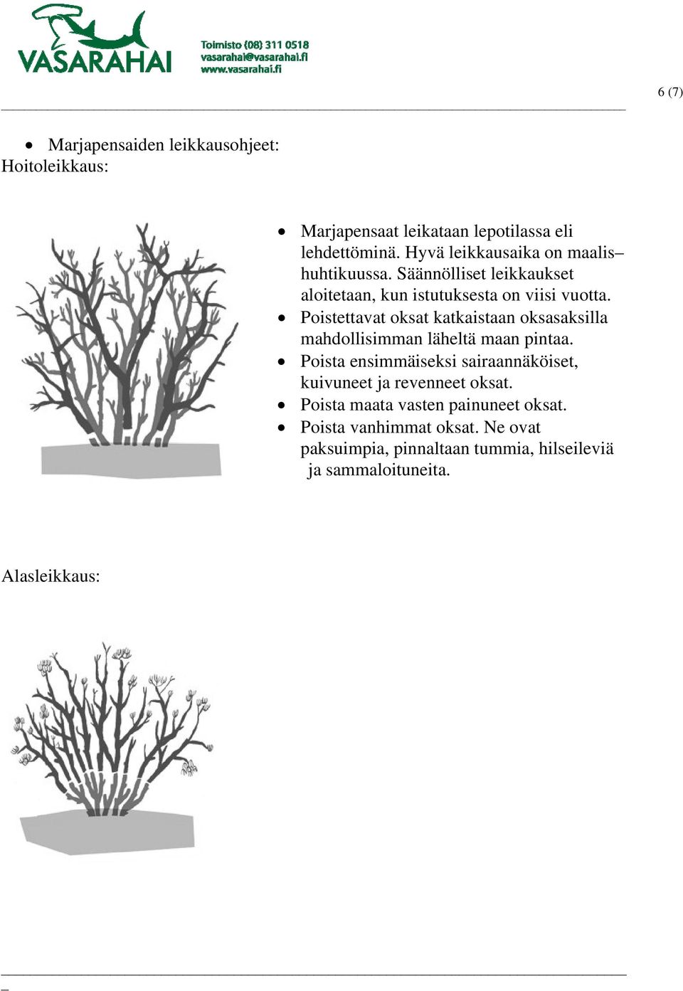 Poistettavat oksat katkaistaan oksasaksilla mahdollisimman läheltä maan pintaa.