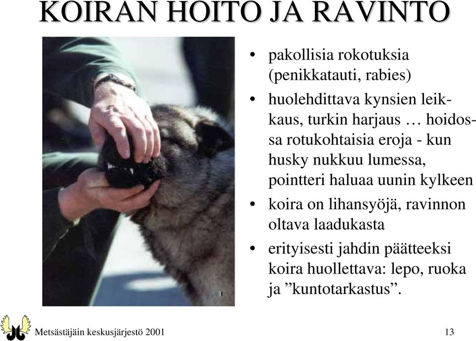 haluaa uunin kylkeen koira on lihansyöjä, ravinnon oltava laadukasta erityisesti jahdin
