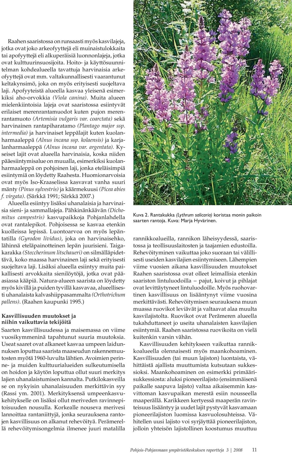 Apofyyteistä alueella kasvaa yleisenä esimerkiksi aho-orvokkia (Viola canina).