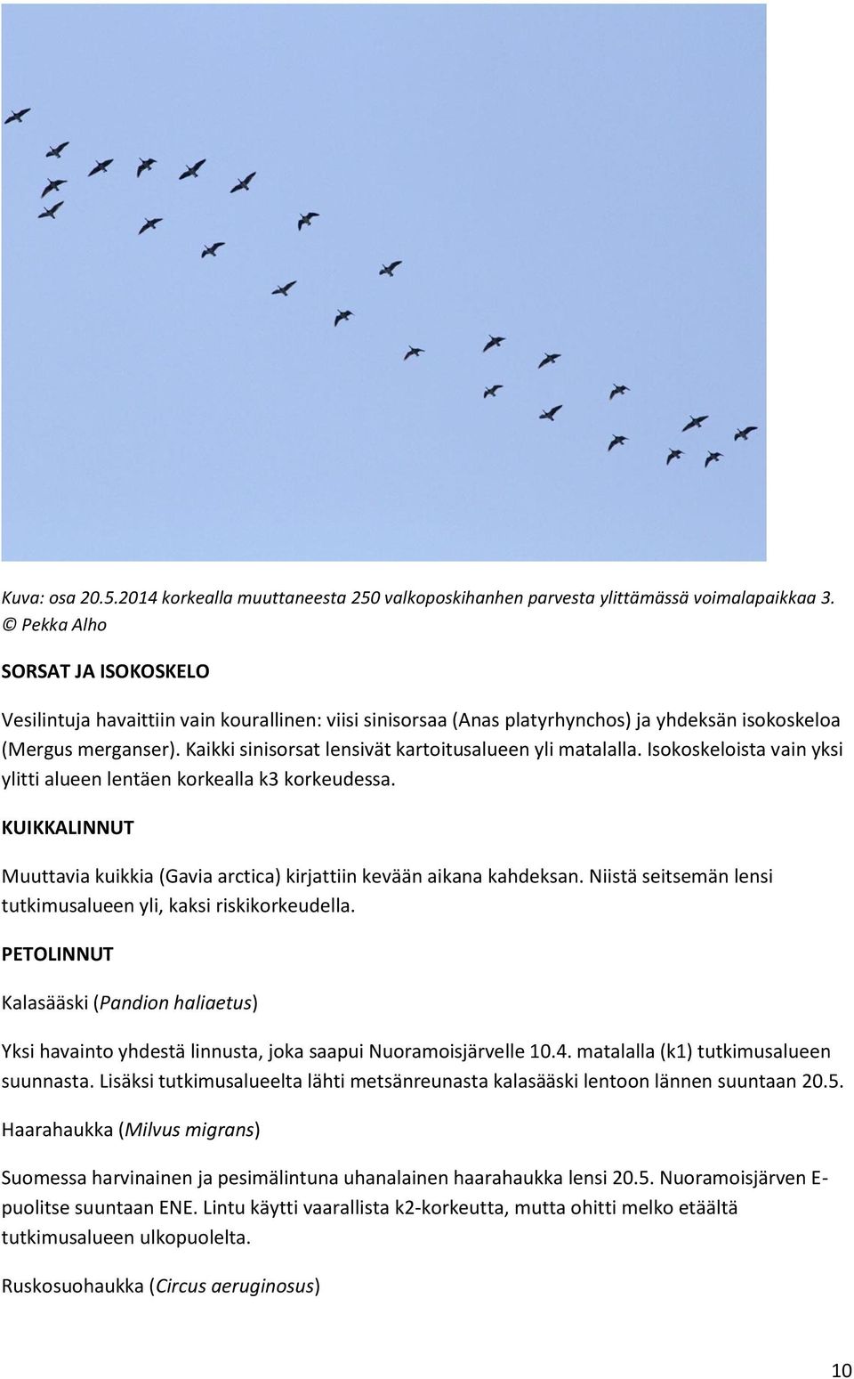 Kaikki sinisorsat lensivät kartoitusalueen yli matalalla. Isokoskeloista vain yksi ylitti alueen lentäen korkealla k3 korkeudessa.