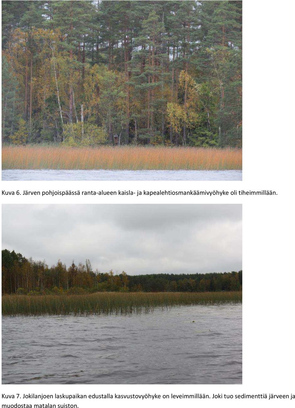 kapealehtiosmankäämivyöhyke oli tiheimmillään. Kuva 7.