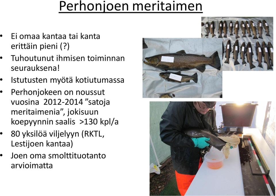 Istutusten myötä kotiutumassa Perhonjokeen on noussut vuosina 2012-2014 satoja