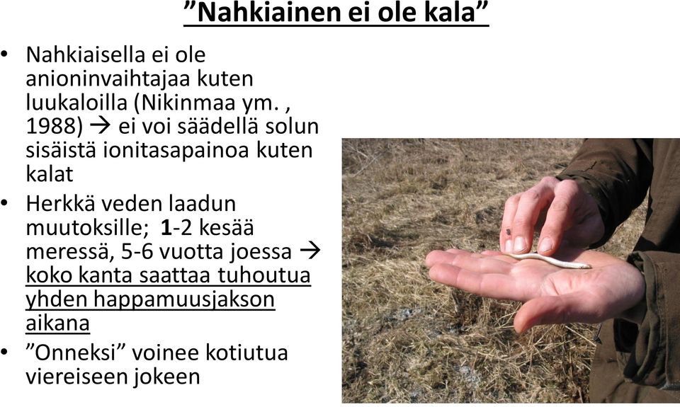 laadun muutoksille; 1-2 kesää meressä, 5-6 vuotta joessa koko kanta saattaa