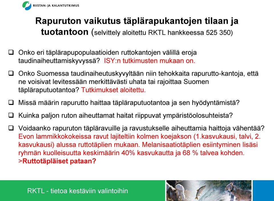 Tutkimukset aloitettu. Missä määrin rapurutto haittaa täpläraputuotantoa ja sen hyödyntämistä? Kuinka paljon ruton aiheuttamat haitat riippuvat ympäristöolosuhteista?