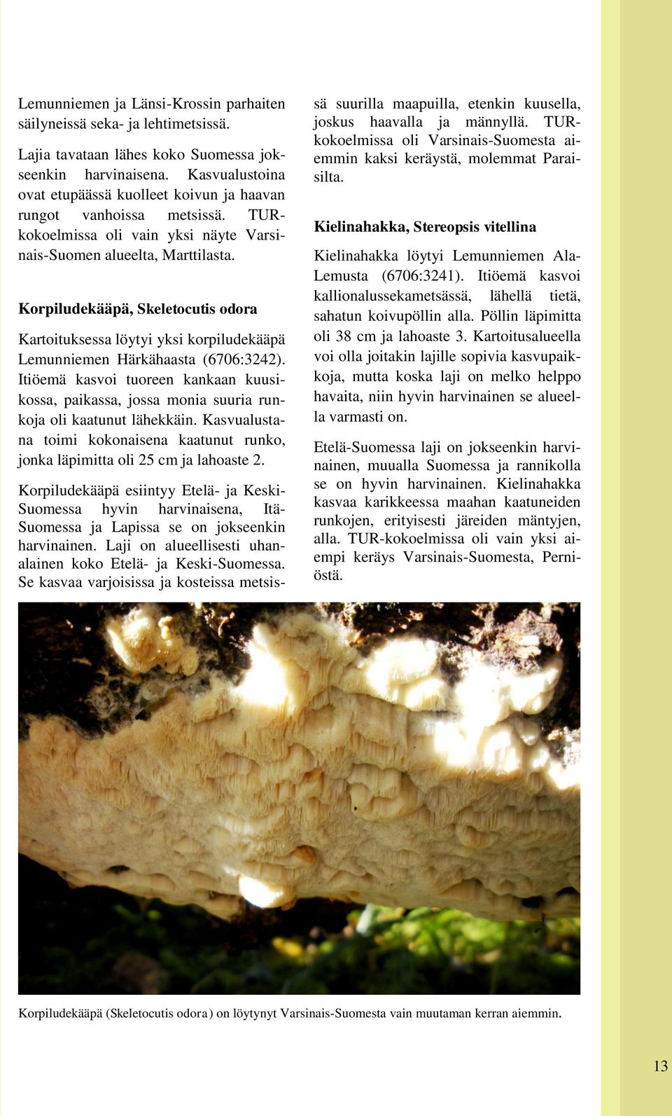 Korpiludekääpä, Skeletocutis odora Kartoituksessa löytyi yksi korpiludekääpä Lemunniemen Härkähaasta (6706:3242).