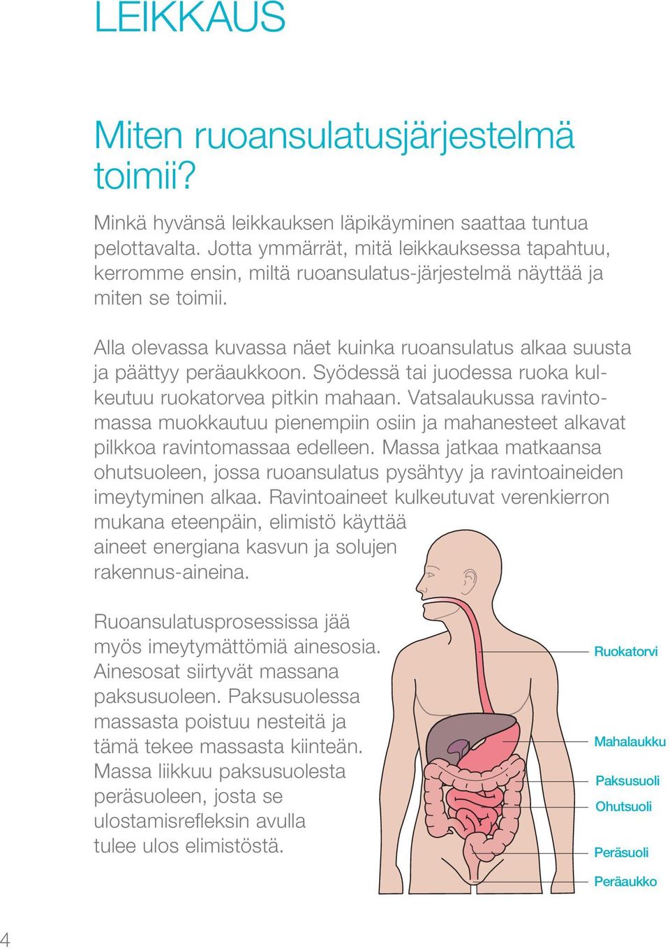 Alla olevassa kuvassa näet kuinka ruoansulatus alkaa suusta ja päättyy peräaukkoon. Syödessä tai juodessa ruoka kulkeutuu ruokatorvea pitkin mahaan.