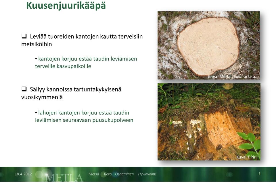 Metlan kuva-arkisto Säilyy kannoissa tartuntakykyisenä vuosikymmeniä