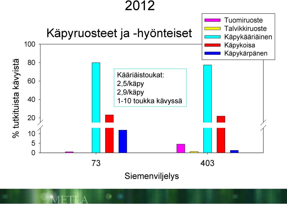 2,5/käpy 2,9/käpy 1-1 toukka kävyssä 73 43