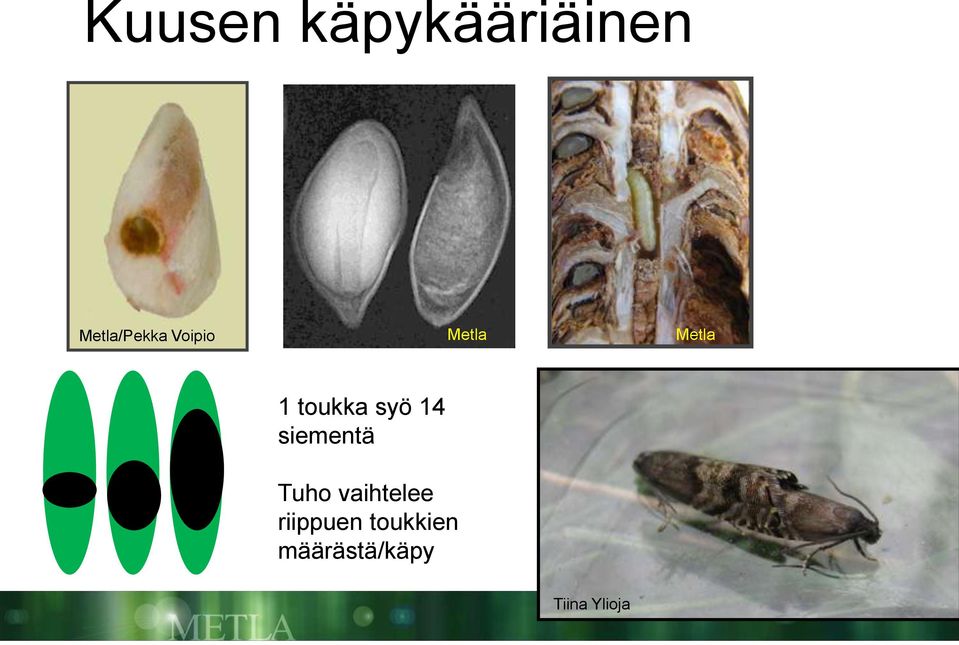 siementä Tuho vaihtelee riippuen