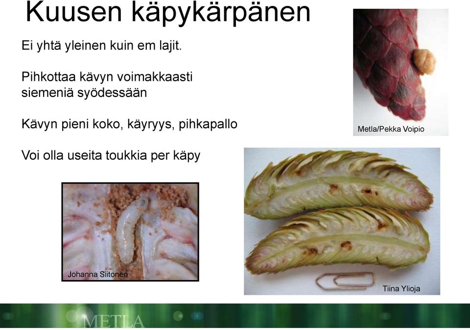 pieni koko, käyryys, pihkapallo Metla/Pekka Voipio Voi