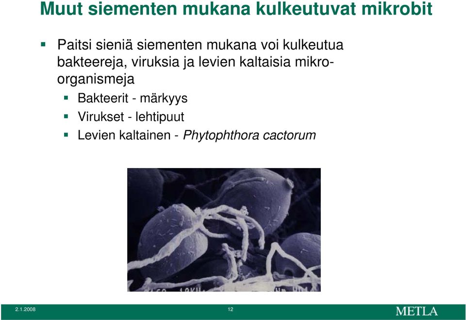 levien kaltaisia mikroorganismeja Bakteerit - märkyys