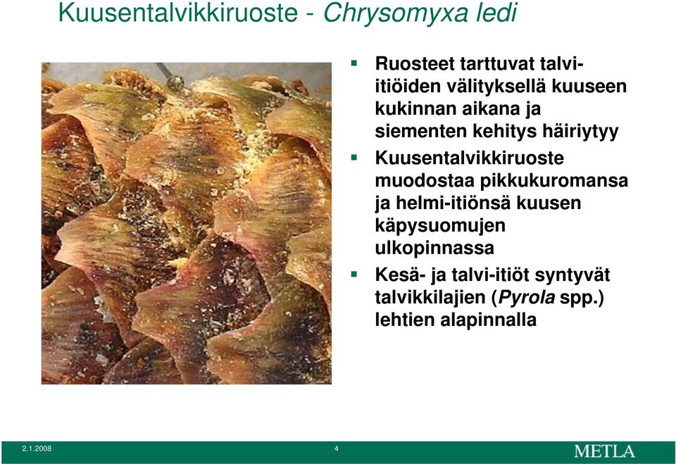 Kuusentalvikkiruoste muodostaa pikkukuromansa ja helmi-itiönsä kuusen