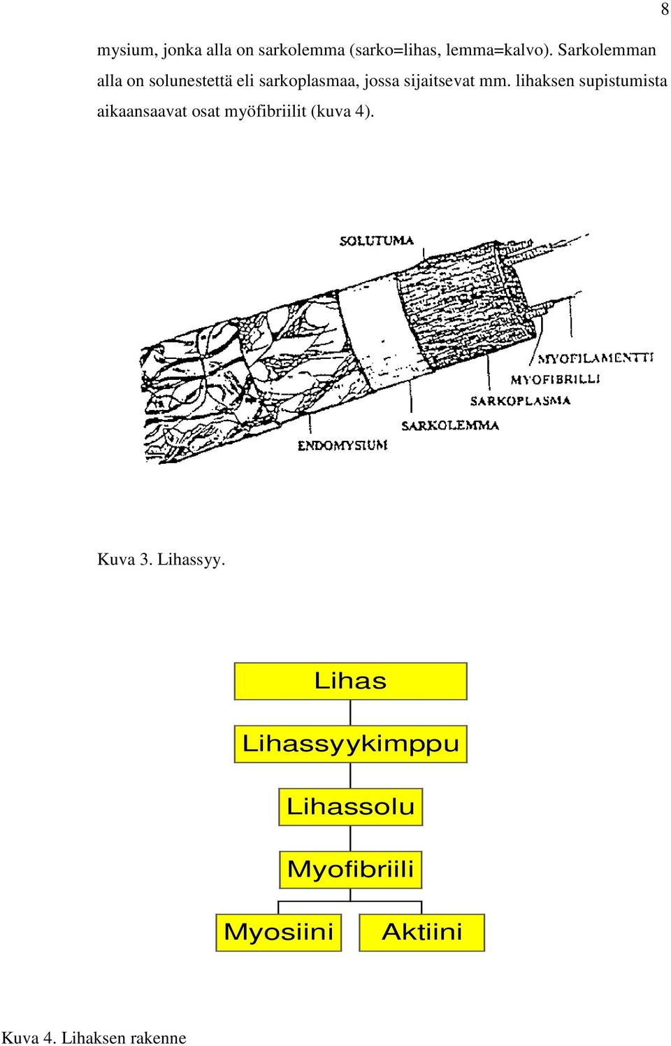 lihaksen supistumista aikaansaavat osat myöfibriilit (kuva 4). Kuva 3.