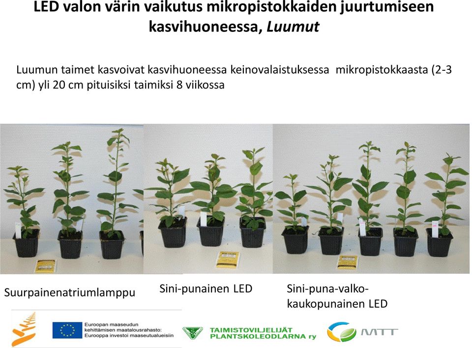 keinovalaistuksessa mikropistokkaasta (2-3 cm) yli 20 cm pituisiksi