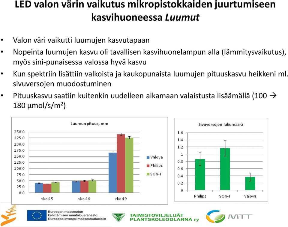 sini-punaisessa valossa hyvä kasvu Kun spektriin lisättiin valkoista ja kaukopunaista luumujen pituuskasvu