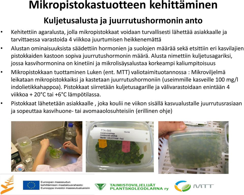 Alusta nimettiin kuljetusagariksi, jossa kasvihormonina on kinetiini ja mikrolisäysalustaa korkeampi kaliumpitoisuus Mikropistokkaan tuottaminen Luken (ent.