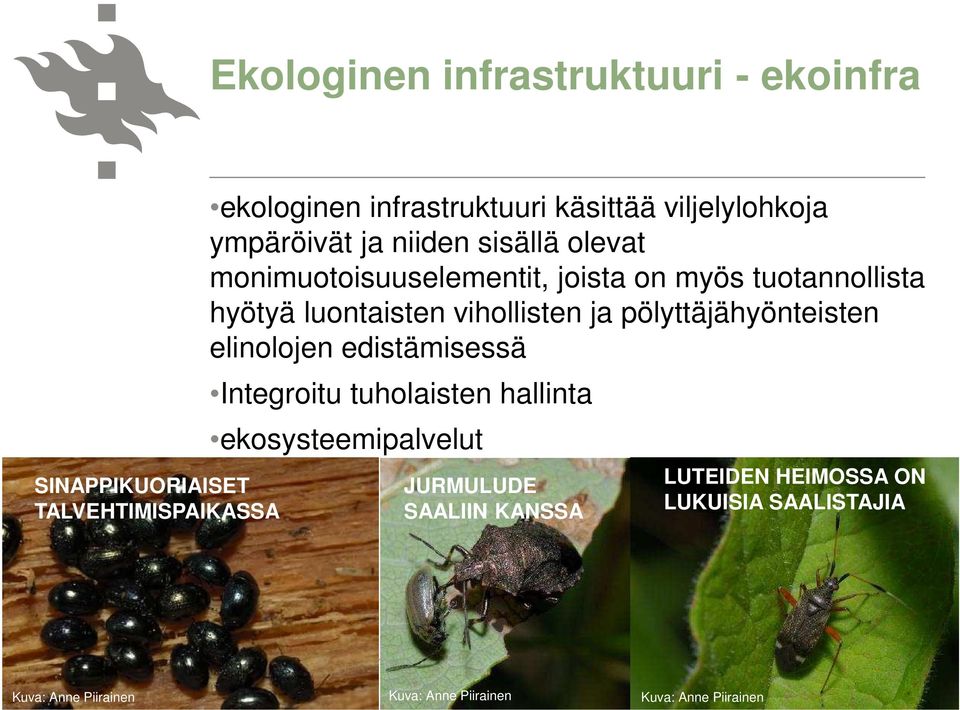 luontaisten vihollisten ja pölyttäjähyönteisten elinolojen edistämisessä Integroitu tuholaisten hallinta