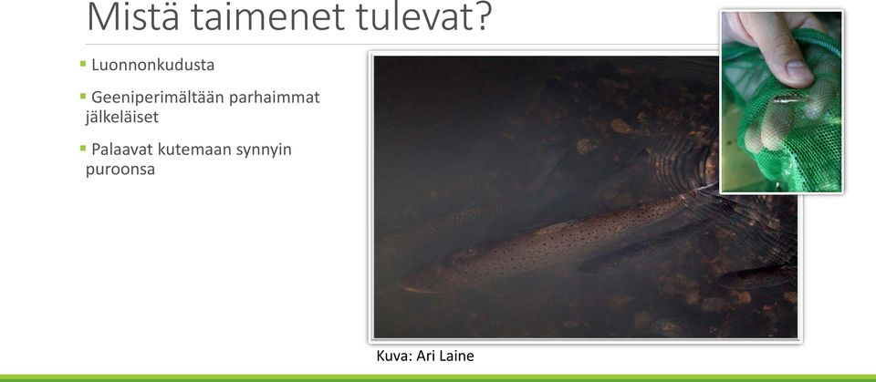 parhaimmat jälkeläiset Palaavat