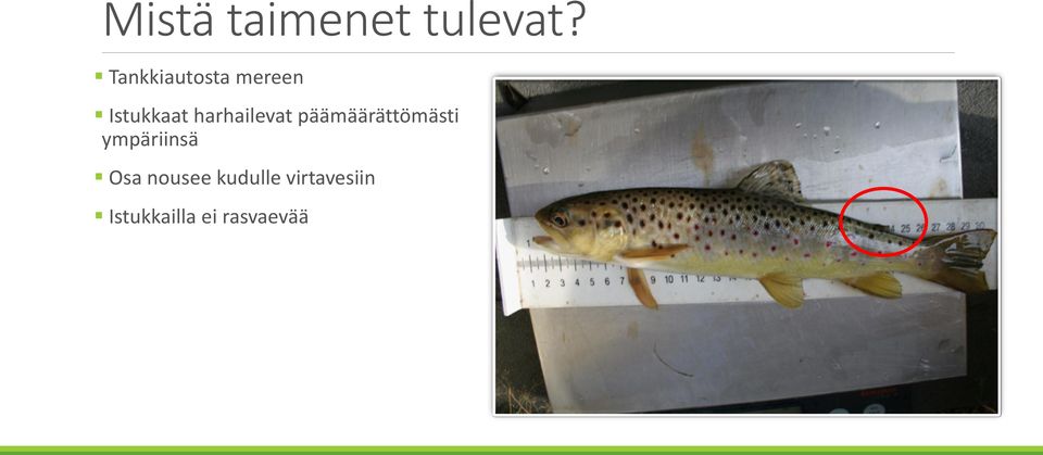 harhailevat päämäärättömästi