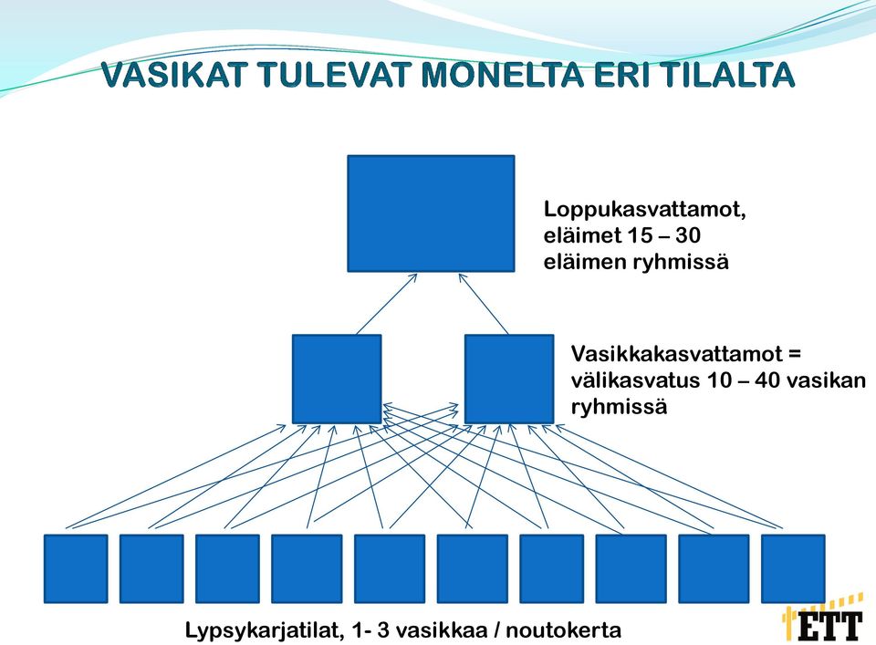välikasvatus 10 40 vasikan ryhmissä