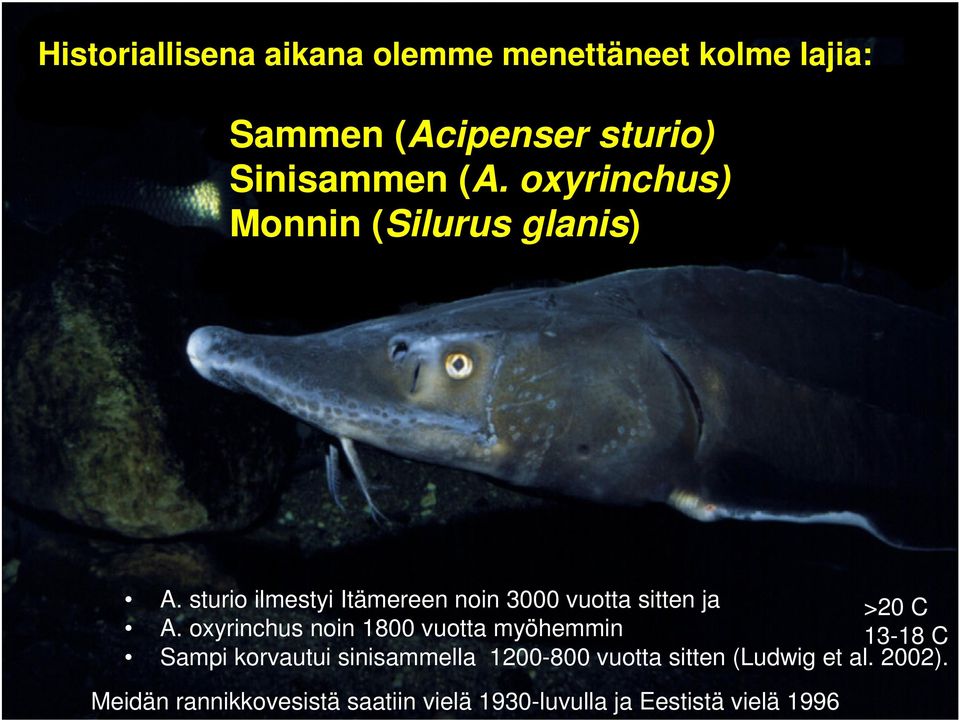 sturio ilmestyi Itämereen noin 3000 vuotta sitten ja >20 C A.
