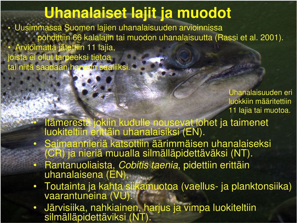 Itämerestä jokiin kudulle nousevat lohet ja taimenet luokiteltiin erittäin uhanalaisiksi (EN).