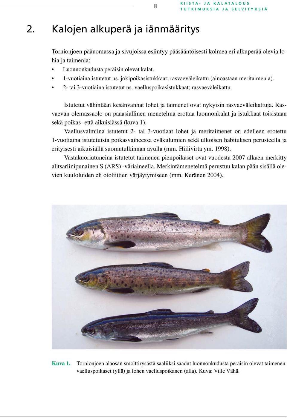 1-vuotiaina istutetut ns. jokipoikasistukkaat; rasvaeväleikattu (ainoastaan meritaimenia). 2- tai 3-vuotiaina istutetut ns. vaelluspoikasistukkaat; rasvaeväleikattu.