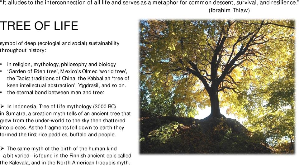 the Taoist traditions of China, the Kabballah tree of keen intellectual abstraction, Yggdrasil, and so on.