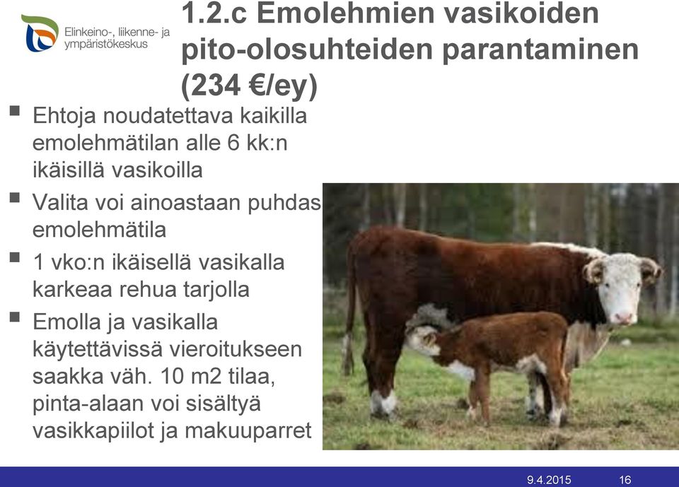 emolehmätila 1 vko:n ikäisellä vasikalla karkeaa rehua tarjolla Emolla ja vasikalla