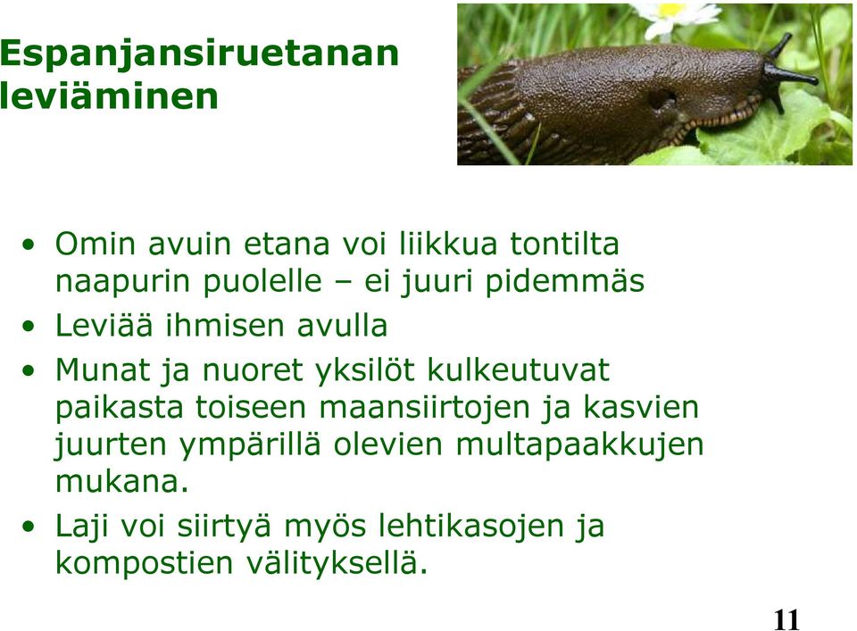 kulkeutuvat paikasta toiseen maansiirtojen ja kasvien juurten ympärillä olevien