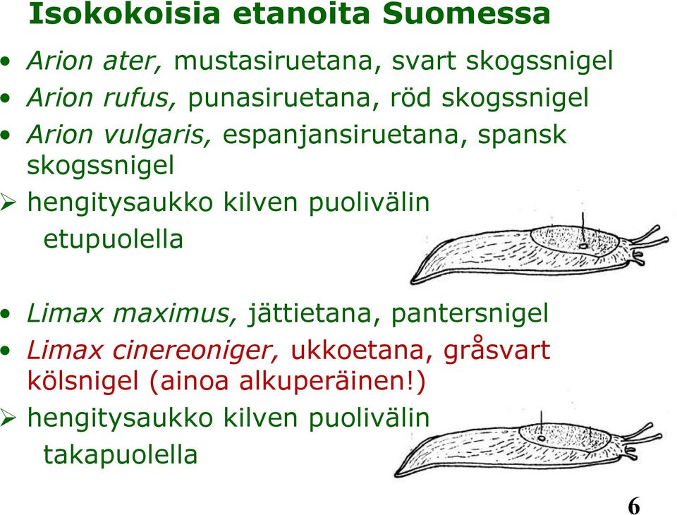 hengitysaukko kilven puolivälin etupuolella Limax maximus, jättietana, pantersnigel Limax