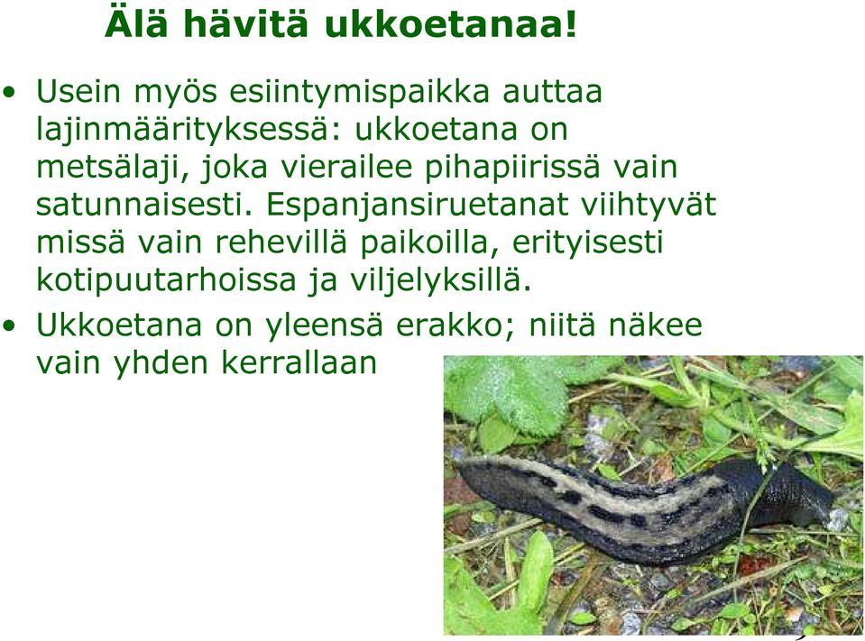 joka vierailee pihapiirissä vain satunnaisesti.