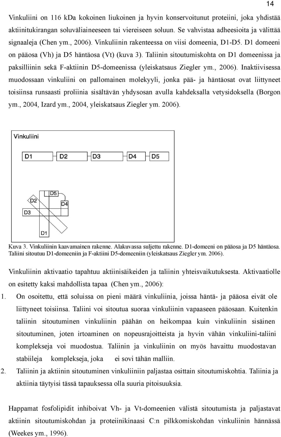 Taliinin sitoutumiskohta on D1 domeenissa ja paksilliinin sekä F-aktiinin D5-domeenissa (yleiskatsaus Ziegler ym., 2006).