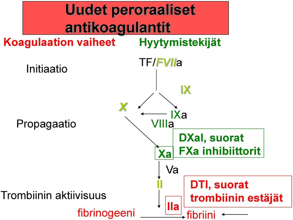 aktiivisuus fibrinogeeni TF/FVIIa IX IXa VIIIa Xa Va II