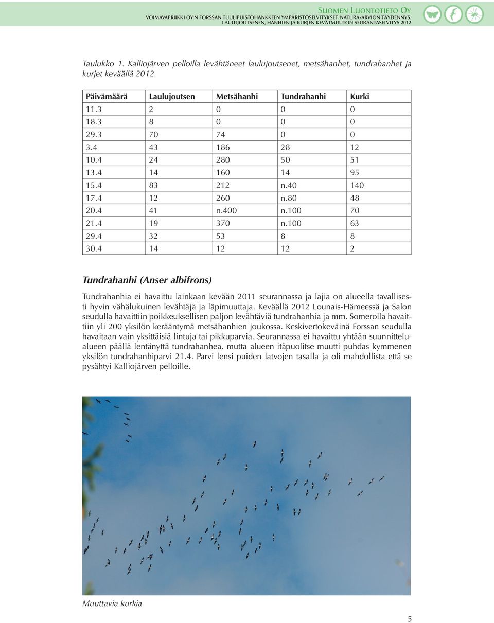 4 14 12 12 2 Tundrahanhi (Anser albifrons) Tundrahanhia ei havaittu lainkaan kevään 2011 seurannassa ja lajia on alueella tavallisesti hyvin vähälukuinen levähtäjä ja läpimuuttaja.
