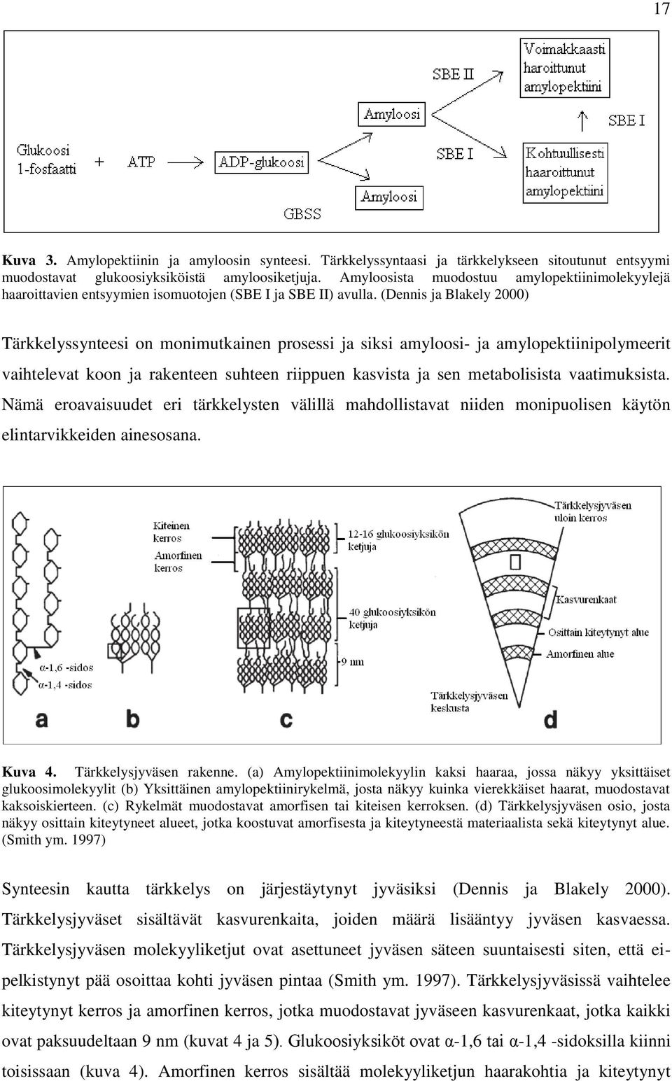 (Dennis ja Blakely 2000) Tärkkelyssynteesi on monimutkainen prosessi ja siksi amyloosi- ja amylopektiinipolymeerit vaihtelevat koon ja rakenteen suhteen riippuen kasvista ja sen metabolisista